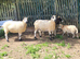 2 kerry Hill ewes, ready for breeding