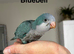 LAST Stunning Quaker babies