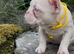 Blue eyed pink frenchies