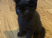 Kittens for adoption