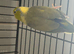 Male Parrotlet