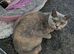 Kittens British shorthair blue x ragdoll