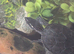 3 musk terrapins