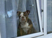 British bull dog just over 1