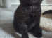 Chocolate bear