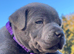 BLUE STAFFY PUPS