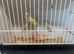 Rubino & Lutino bourke parakeets