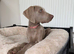 Female Weimaraner pup