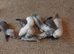 Ferret Kits