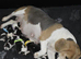 Beautiful beagle puppies