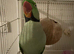 2 male Alexandrian parakeets