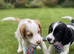 Show cocker spaniel
