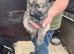German shepherd puppies