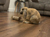 Mini lop male