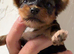 Last teacup Yorkshire terrier boy