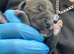 Cane corso mix puppies