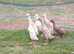 Young indian runner females
