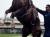 Hackney Gelding – Ride & Drive – 15’3