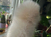 Exceptional White Pomeranian male &ndash; Top Pedigree