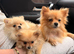 2 Pomeranian for sale