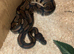 Royal ball python