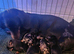 Beautiful Mini Dachshund Puppies Looking For Their Forever Homes