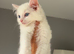 Kitten