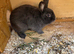 Mini lop buck 1 year old