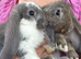 Quality French Lop Bunnies Ready Soon