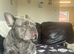 Male French bulldog