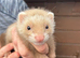 Baby Ferrets for sale