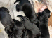 Speingador puppies