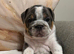 Olde English bulldog puppies