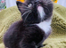 Rare, super friendly Himalayan kittens ready to leave