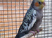 Two young cockatiels for sale in Maidstone