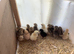 Legbar, Buff Orpington, Black Copper Maran, Light Sussex, chicks available