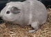 2x female and 2x male Guinea pigs