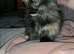 Super short legged munchkin