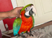 Baby Harlequin macaw Glasgow