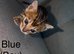Pure pedigree bengal kittens