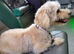 Beautiful yorkipoo