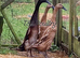 *VERY RARE*Pairs of Fawn Indian Runner Ducks