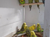 Young and adult budgies to go
