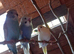 Hand tame Baby budgies