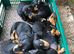 Miniature Dachshund Puppies