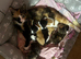 Tortoiseshell cross bengal tabby kittens