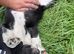 Sprollie Pups for sale