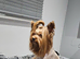Yorkshire terrier girl 10 weeks