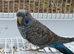 Bfbw violet combo budgie male available