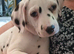 Stunning pure bred Dalmatian pups